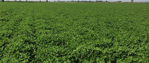 Yer Fıstığı Ekimi Nasıl Yapılır?