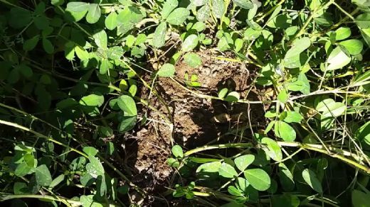 Yer Fıstığı Nasıl Ekilir?