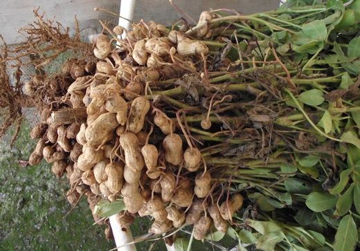 Yer Fıstığı Nasıl Yetişir?