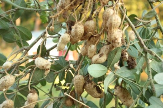 Yer Fıstığı Nerede Yetişir?