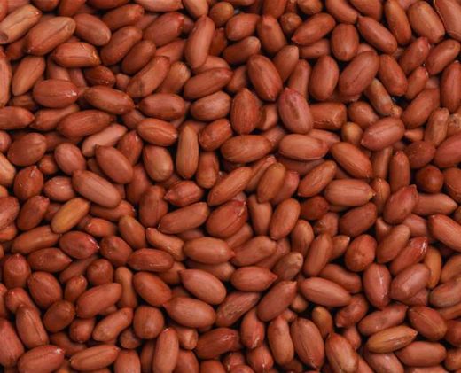 Yer Fıstığı Tohumu Nasıl Ekilir?