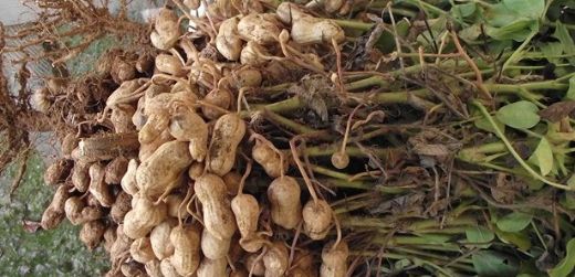 Yer Fıstığı Üretimi Toprak İsteği